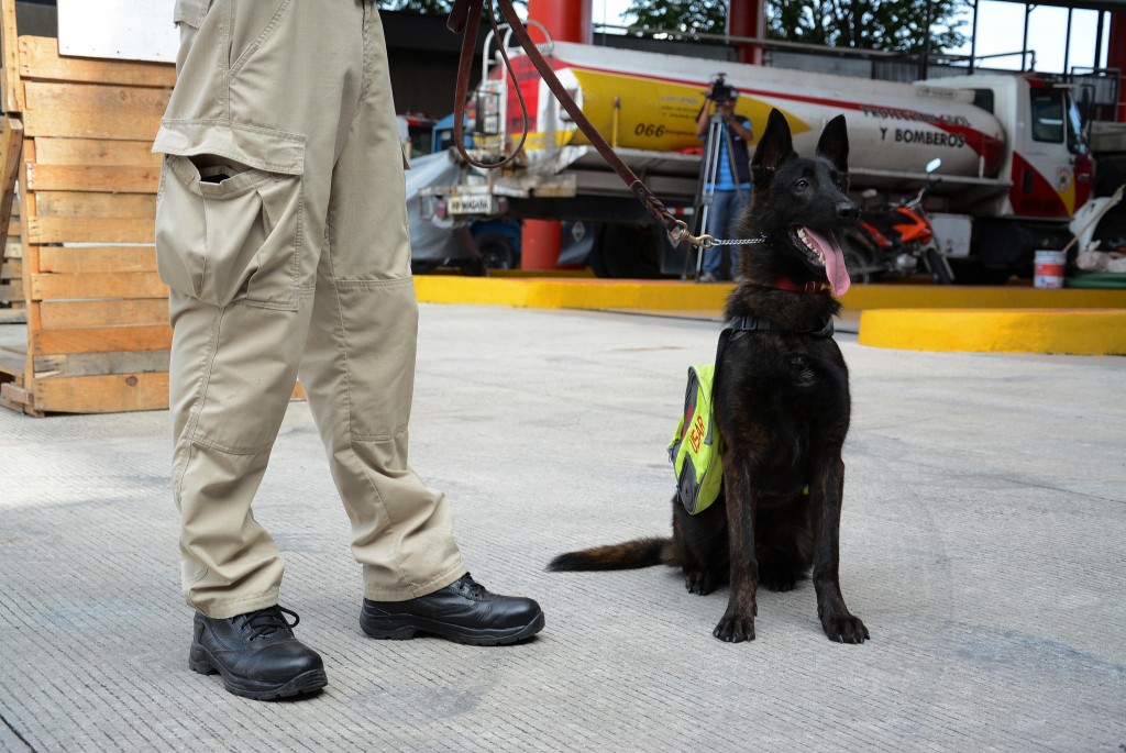 La Unidad Canina de la Coordinación Municipal de Protección Civil y Bomberos de Zapopan promueve la tenencia responsable de mascotas
