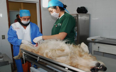 Esterilización de mascotas en Zapopan
