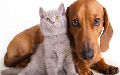 Zapopan trabaja en pro de la salud animal