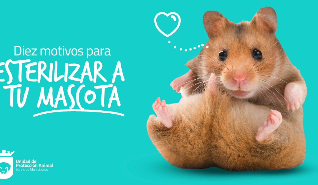 Diez motivos para esterilizar a tu mascota