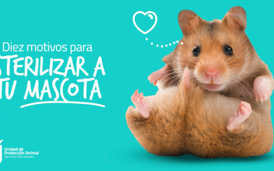 Diez motivos para esterilizar a tu mascota