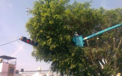 Zapopan realiza acciones para combatir el muérdago