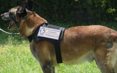 Jubila Zapopan a tres policías del Escuadrón Canino y los entrega en adopción