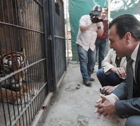Zapopan actúa en favor de la preservación y el cuidado de especies felinas