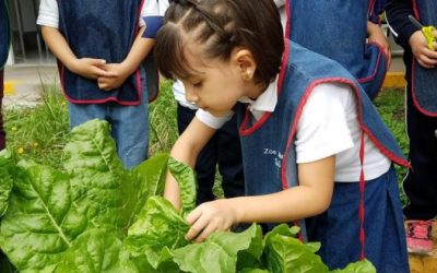 Rinden frutos huertos escolares de DIF Zapopan