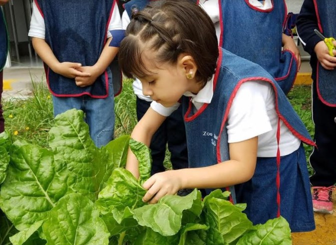 Rinden frutos huertos escolares de DIF Zapopan