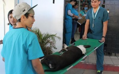 Realiza Zapopan esterilizaciones gratuitas