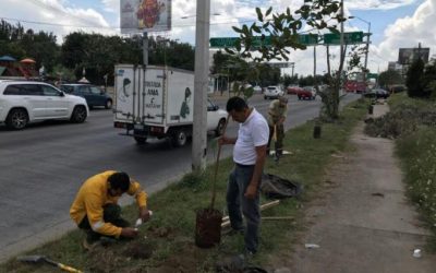 Medio Ambiente Zapopan realiza reforestación en Bugambilias ante poda ilegal