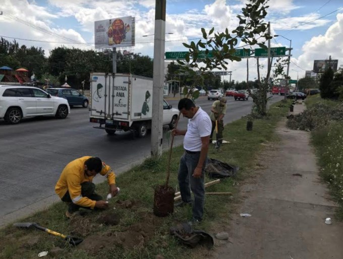 Medio Ambiente Zapopan realiza reforestación en Bugambilias ante poda ilegal