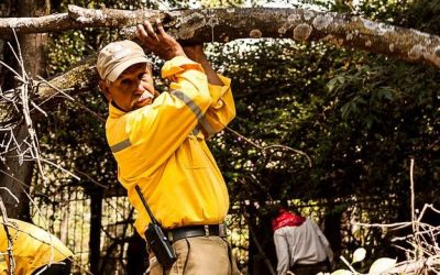 Realiza Zapopan acciones de manejo de plantaciones y control fitosanitario