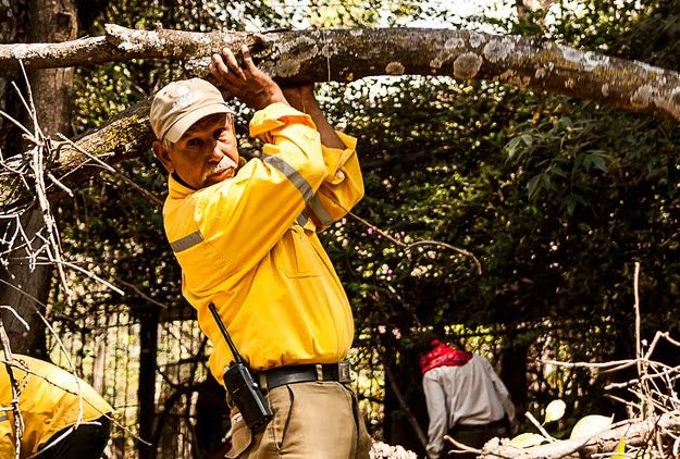 Realiza Zapopan acciones de manejo de plantaciones y control fitosanitario