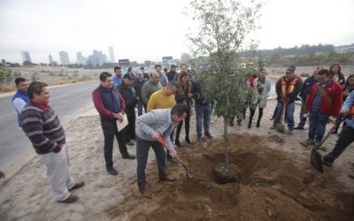 Zapopan realiza forestación en el camellón de avenida Universidad