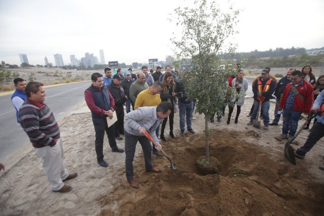 Zapopan realiza forestación en el camellón de avenida Universidad