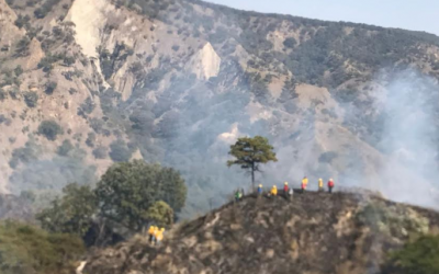 Medio Ambiente Zapopan controla incendio en el Área Natural Protegida Bosque La Primavera