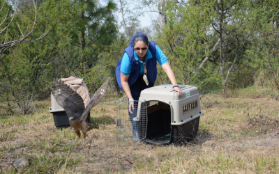 Reintegra Zapopan animales silvestres rescatados a su hábitat