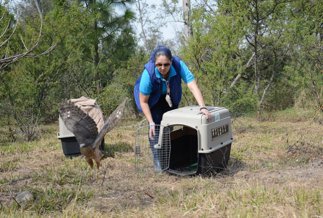 Reintegra Zapopan animales silvestres rescatados a su hábitat