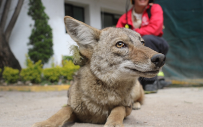 Rescatan a coyote hembra en la colonia Ciudad Granja