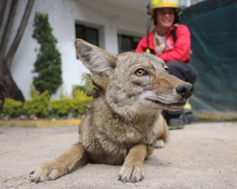 Rescatan a coyote hembra en la colonia Ciudad Granja