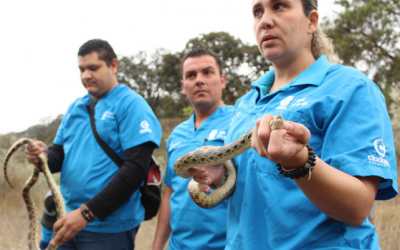 Libera Zapopan 12 animales silvestres en el Bosque La Primavera