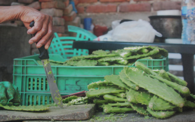 Inicia en Zapopan la décima edición de la Feria del Nopal San Esteban 2018