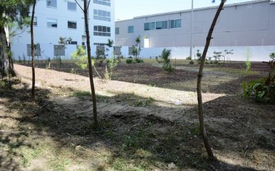 Recupera Zapopan áreas verdes para disfrute y apropiación ciudadana en Arcos de Guadalupe