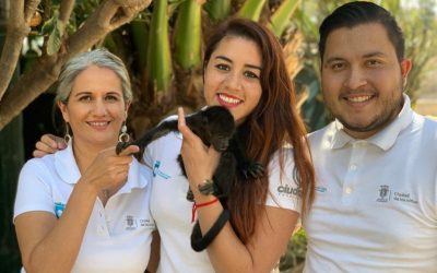 Zapopan traslada a cría de mono rescatada a zoológico de Tuxtla Gutiérrez, Chiapas