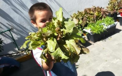 Iniciará cosecha de primavera en huertos infantiles de DIF Zapopan