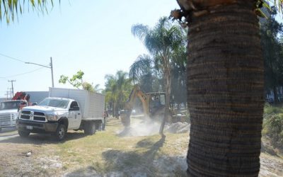 Inicia Zapopan trabajos de rescate de palmeras para donarlas a Jamay