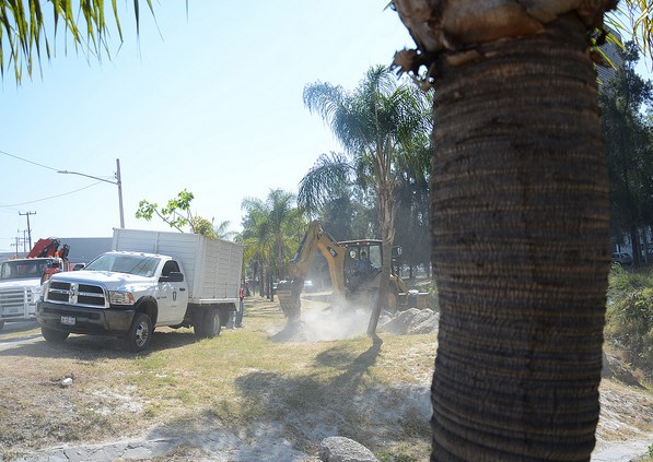 Inicia Zapopan trabajos de rescate de palmeras para donarlas a Jamay