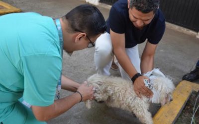 Invita Zapopan a vacunar mascotas contra la rabia