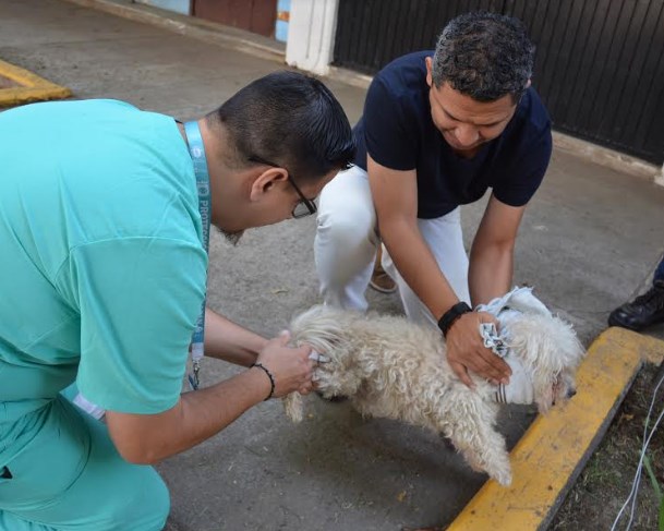 Invita Zapopan a vacunar mascotas contra la rabia