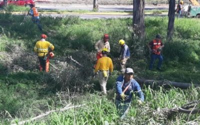 Retiran árboles secos para mitigar riesgos ante el temporal de lluvias