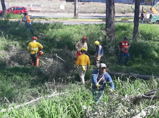 Retiran árboles secos para mitigar riesgos ante el temporal de lluvias