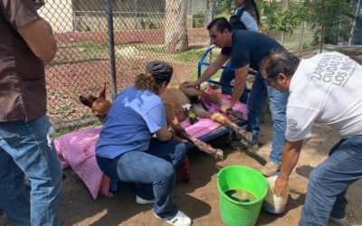 Rescata Zapopan a potranca atropellada